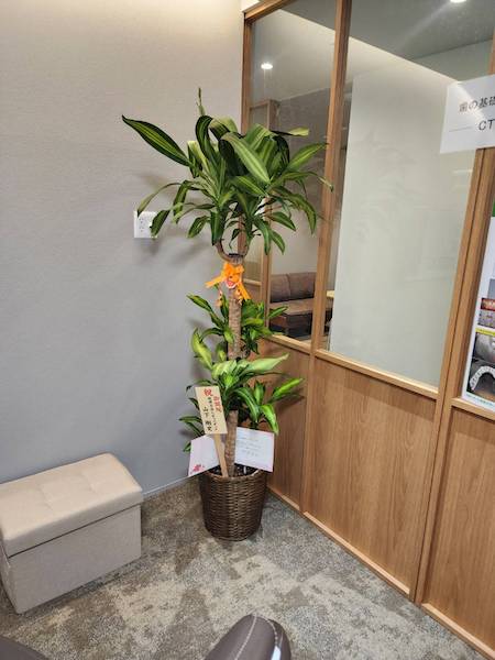 沢山のお祝いのお花、誠にありがとうございました