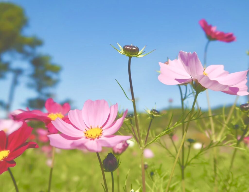 花粉症と口呼吸の関係~お口の乾燥・虫歯・口臭にも影響があるって本当?~
